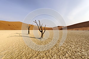 Dead tree in Deadvlei, Namib-Naukluft National Park, Namibia