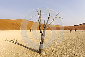 Dead tree in Deadvlei, Namib-Naukluft National Park, Namibia