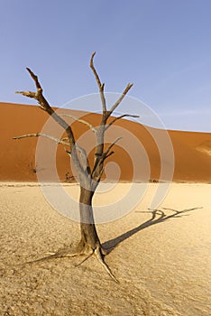 Dead tree in Deadvlei, Namib-Naukluft National Park, Namibia