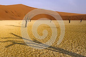 Dead tree in Deadvlei, Namib-Naukluft National Park, Namibia