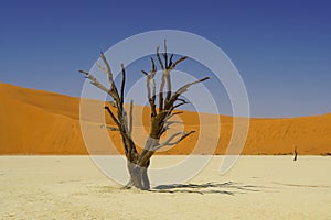 Dead Tree at Deadvlei in Namib-Naukluft National Park, Namibia