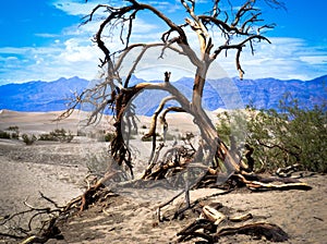 Dead tree Death Valley