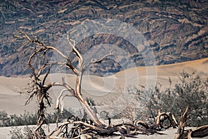 Dead tree in Death valley sand dunes, USA