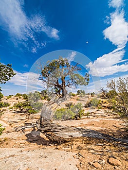 Dead tree in the desert