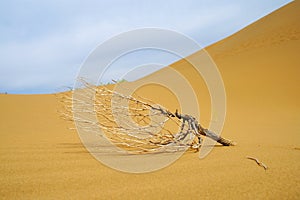 Dead tree in desert photo