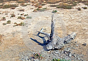 Dead tree in desert
