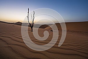 Dead tree in a desert