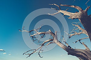 Dead tree in the desert. Concept image of global warming. Dry area without rain