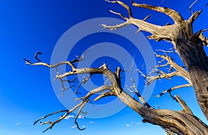 Dead tree in the desert. Concept image of global warming. Dry area without rain