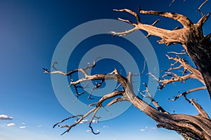 Dead tree in the desert. Concept image of global warming. Dry area without rain