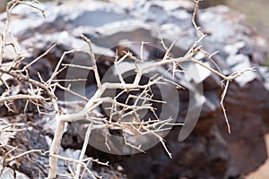 Dead tree in the desert of Mongolia