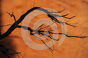 Dead tree in the desert of Mongolia