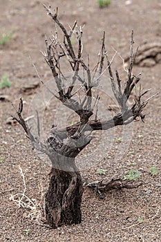 Dead tree in the desert of Mongolia