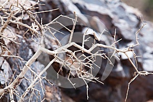 Dead tree in the desert of Mongolia