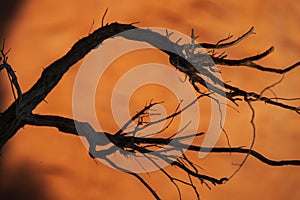 Dead tree in the desert of Mongolia