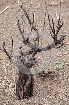 Dead tree in the desert of Mongolia