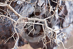 Dead tree in the desert of Mongolia