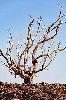 Dead tree in the desert of Mongolia