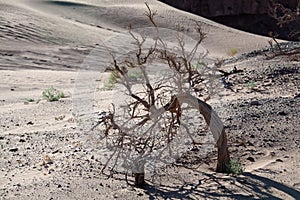 Dead tree in the desert of Mongolia