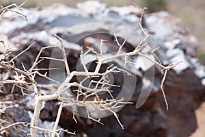 Dead tree in the desert of Mongolia