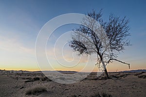 Dead tree in a desert