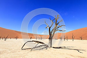 Tree in the desert at Sossusvlei Namibia