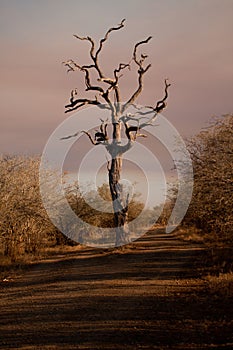 Dead Tree in dirt road