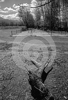 Dead tree and Distant horse black and white