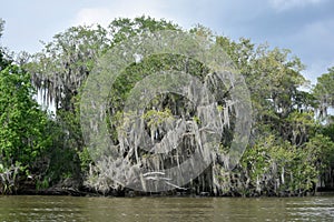 Dead Tree Draped in Spanish Moss Along the Banks of the Bayou