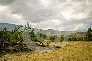 Dead tree on dry land