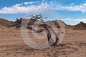 Dead tree in the dry Swakop River, Namibia