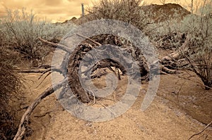 Dead tree in dry wash Infrared Sonora Desert Arizona