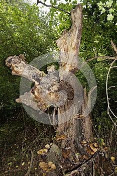 Dead Tree with Dryad`s Saddle