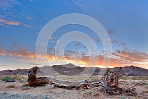 Dead tree at dusk