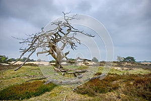 Dead tree
