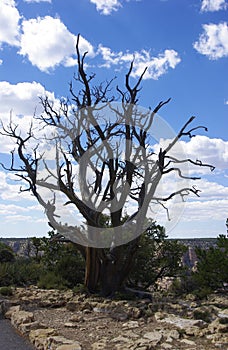 A Dead Tree at the Edge of the Grand Canyon