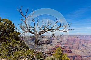 A dead tree on the edge of the Grand Canyon, Arizona.