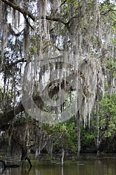 Dead Tree Encompassed in Spanish Moss in Louisiana