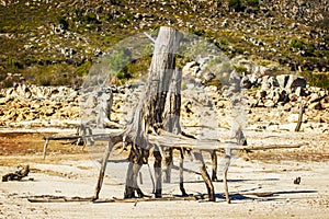 Dead tree with exposed roots