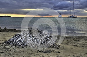 Dead tree with exposed roots on a beach, Hawaii