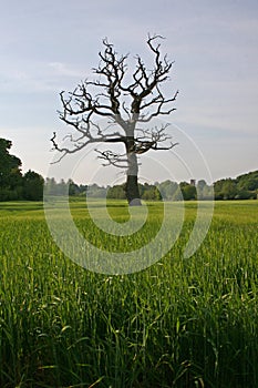 Dead tree in field