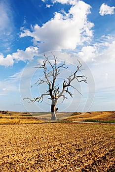 Dead tree on the field and blue sky