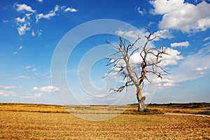 Dead tree on the field and blue sky