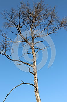 A dead tree in the field