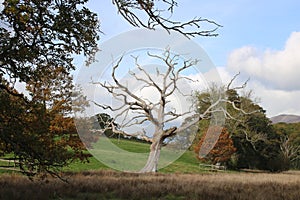 Dead tree in field, other trees in autumn colors