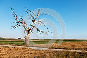 Dead tree on the field with road and blue sky