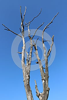 A dead tree in the field