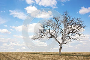 Dead tree at field on summer with blue sky and clouds