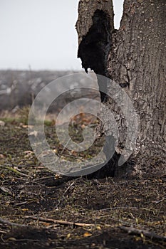 Dead tree after the fire. Burnt, Ñharred tree trunk in the scorched field at foggy spring morning
