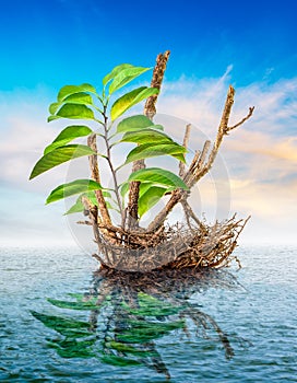Dead tree floating in the sea